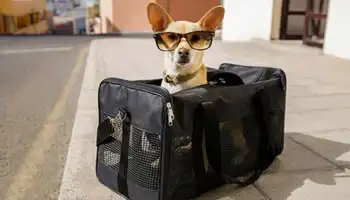Pet Relocation